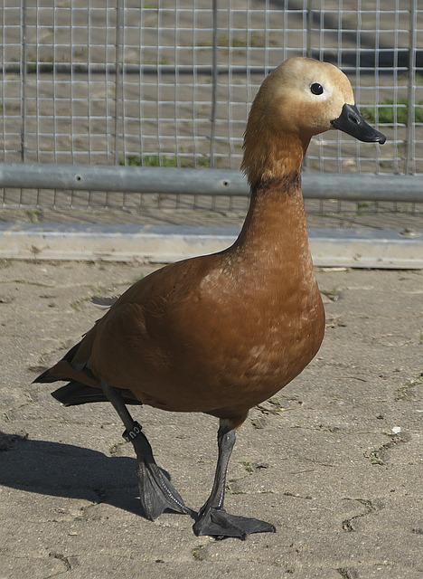 重圍